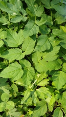 Aegopodium podagraria
