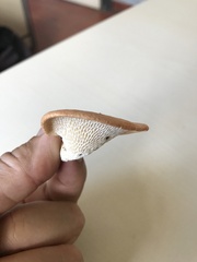 Cerioporus squamosus