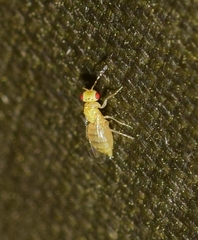 Tetrastichinae