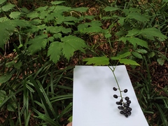 Actaea spicata
