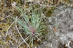 Corynephorus canescens