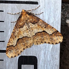 Erannis defoliaria