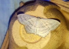 Scopula nigropunctata