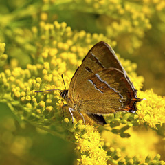 Thecla betulae