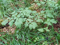 Actaea spicata