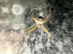 Argiope
