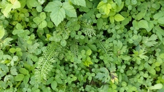 Achillea millefolium