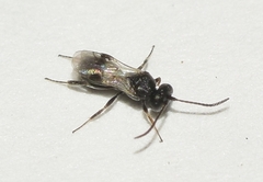 Tersilochinae