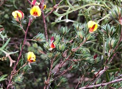 Pultenaea