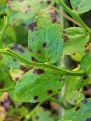 Phyllosticta vaccinii