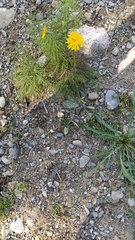 Scorzoneroides autumnalis