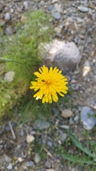 Scorzoneroides autumnalis