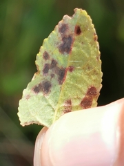 Phyllosticta vaccinii