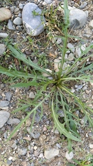 Scorzoneroides autumnalis