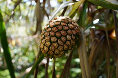 Pandanus montanus