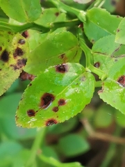 Phyllosticta vaccinii