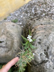 Epilobium