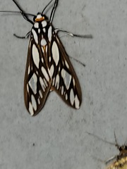 Robinsonia multimaculata