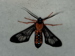 Cosmosoma sectinota