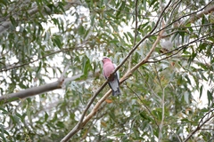 Eolophus roseicapilla