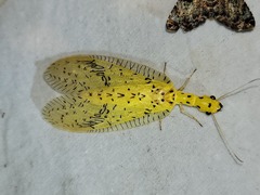 Chloronia mirifica