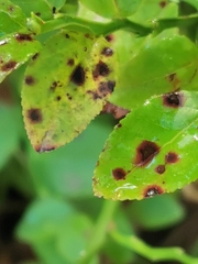 Phyllosticta vaccinii