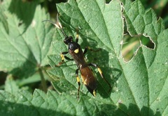 Ichneumon stramentor