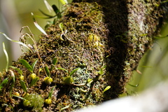 Bulbophyllum