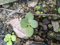 Kalanchoe laetivirens