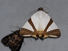 Eulepidotis rectimargo