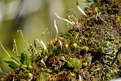 Bulbophyllum