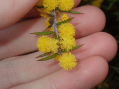 Acacia declinata