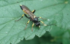 Ichneumon stramentor