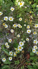 Tripleurospermum inodorum