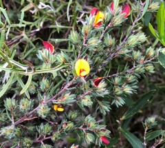 Pultenaea