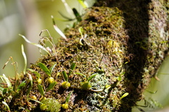 Bulbophyllum