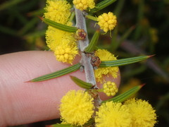 Acacia declinata