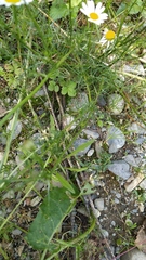 Tripleurospermum inodorum