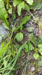 Plantago major