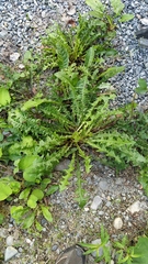 Taraxacum officinale
