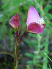 Polygala bracteolata