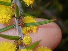 Acacia declinata