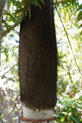 Acanthophoenix rubra