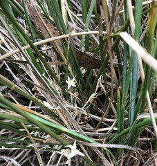Lomandra effusa