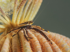 Allogalathea elegans