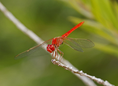 Diplacodes haematodes