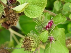 Arctium minus