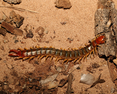Scolopendra viridicornis