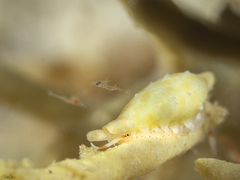 Prosimnia hepcae