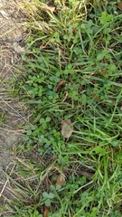 Trifolium repens